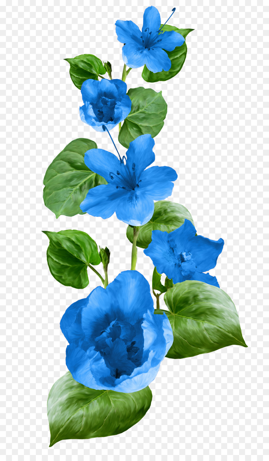 Flores Azules，Azul PNG