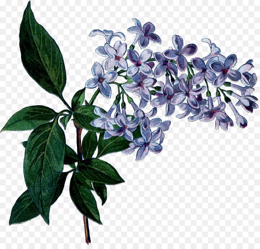 Flores Lilas，Púrpura PNG