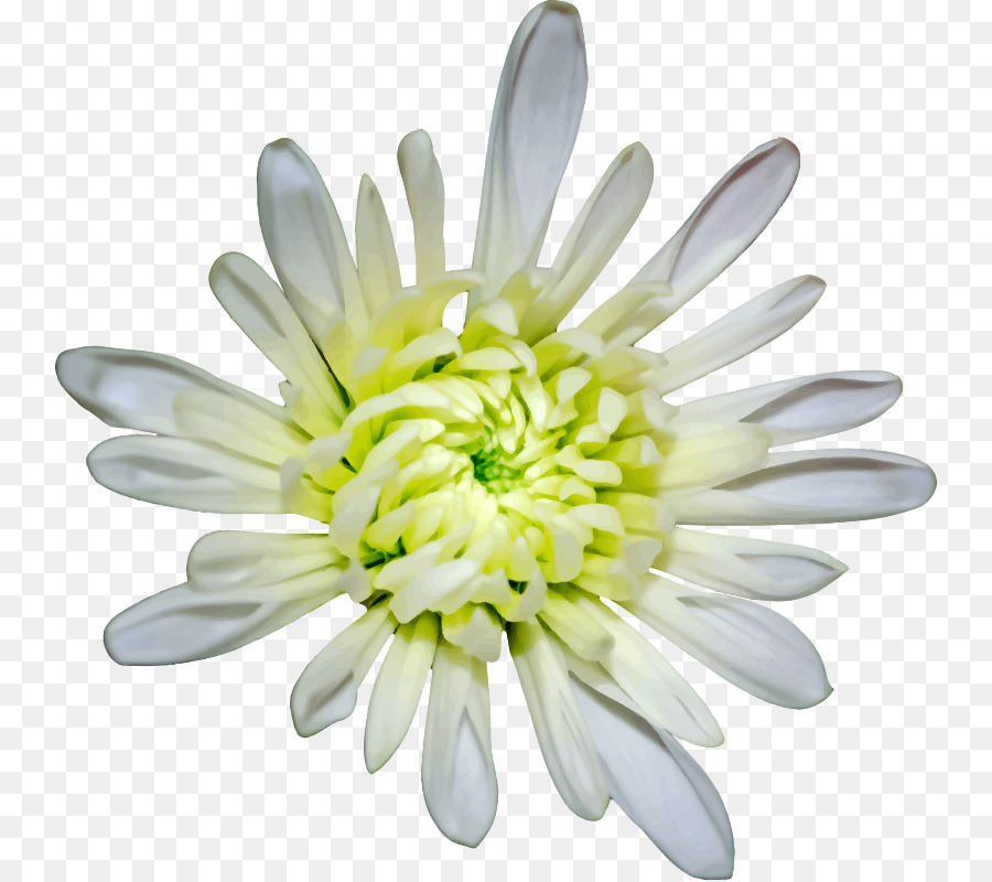 Flores Blancas，Florecer PNG