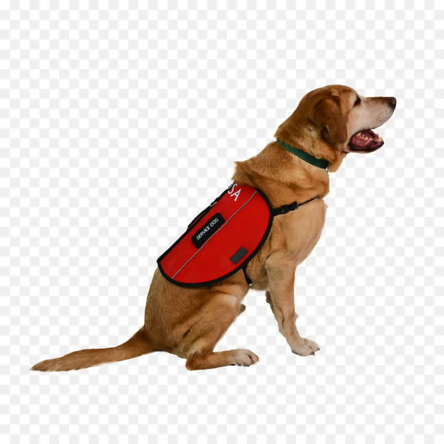 Perro De Servicio，Perro PNG