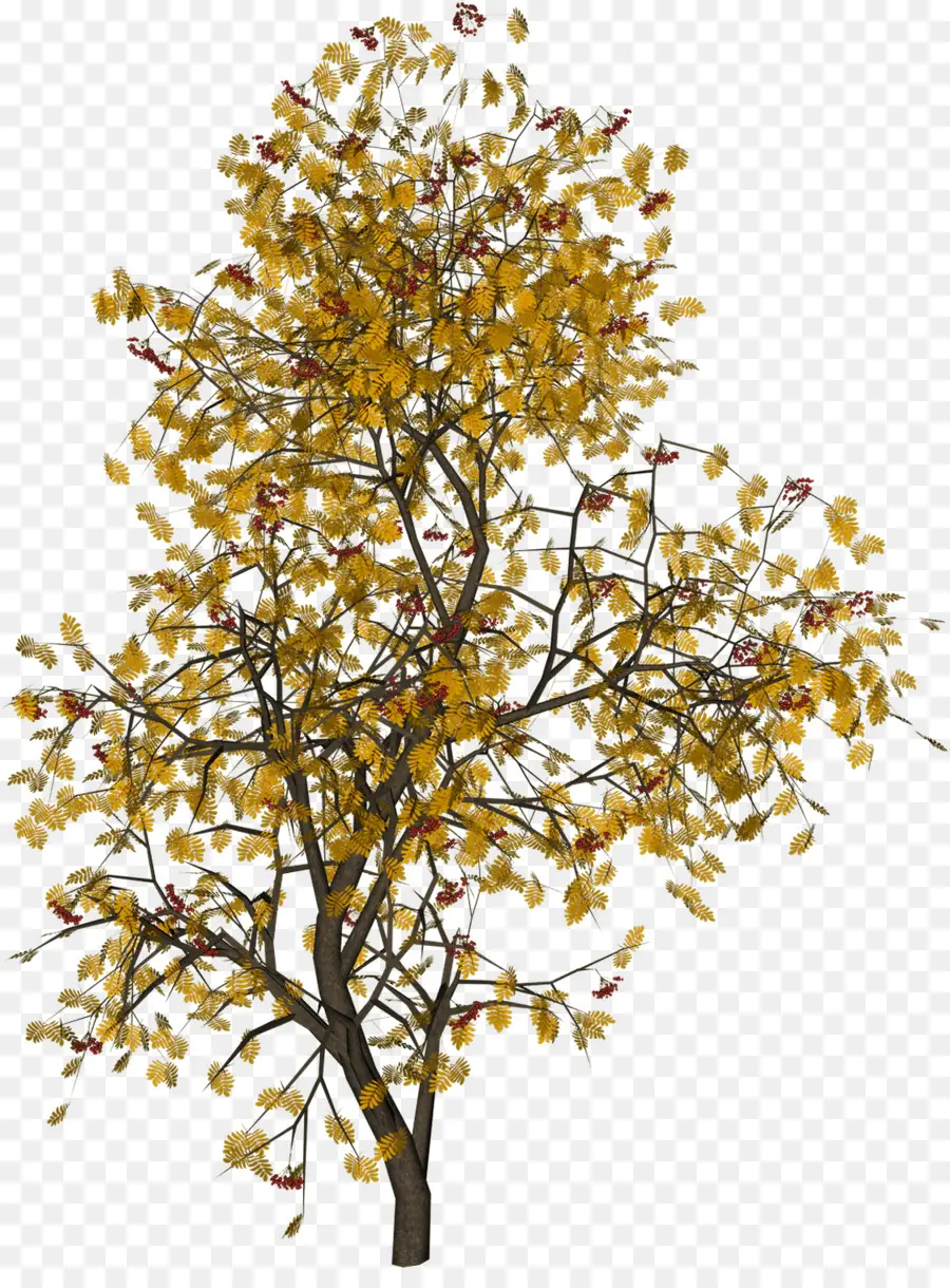 árbol Amarillo，Otoño PNG