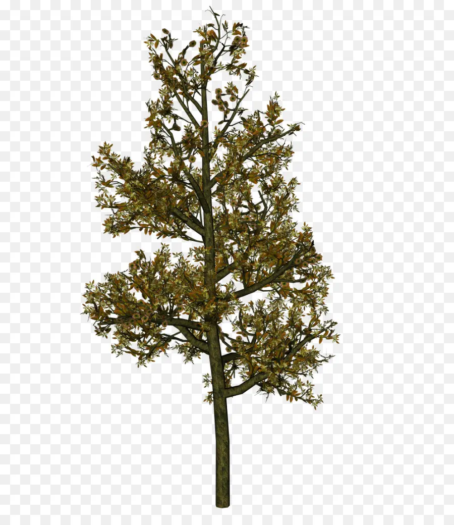 árbol，Planta PNG