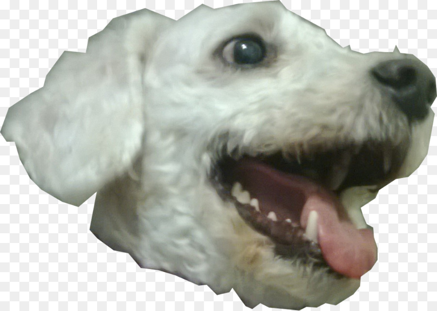 Perro，Cachorro PNG