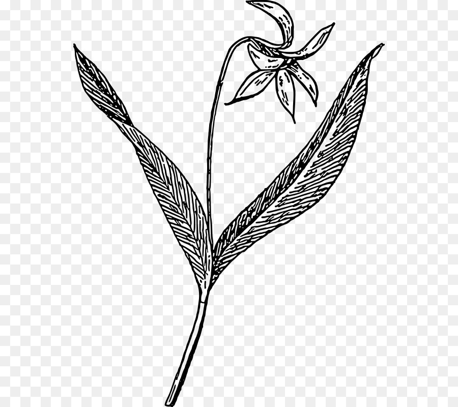 Dibujo De Flores，Planta PNG