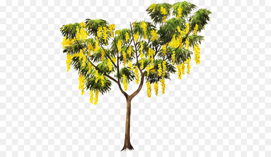 árbol，Ducha De Oro Del árbol De PNG