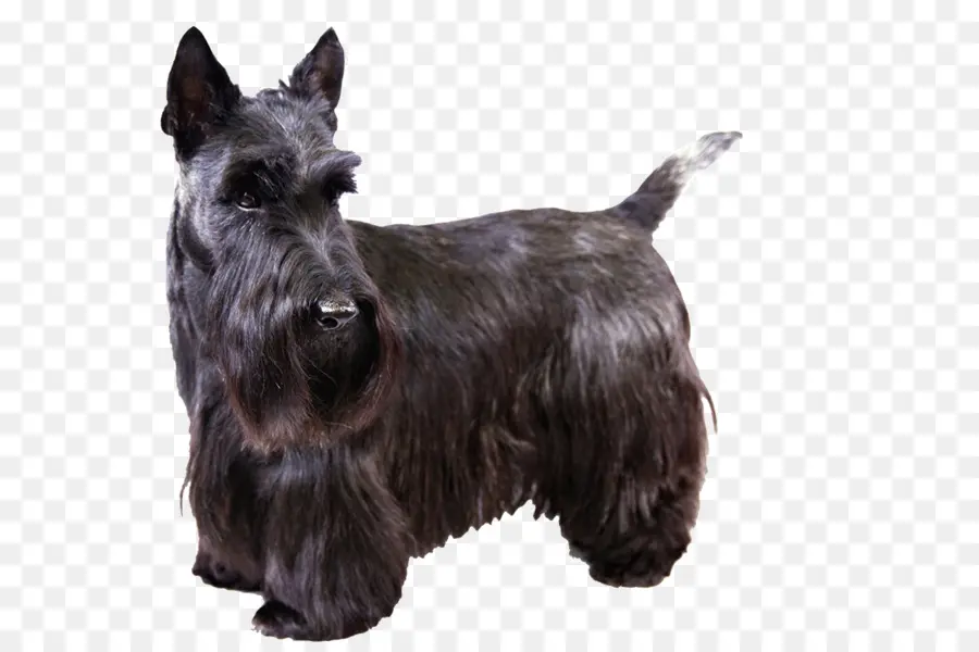 Scottish Terrier，West Highland White Terrier PNG