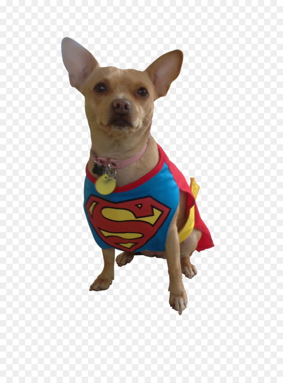 Chihuahua，Cachorro PNG