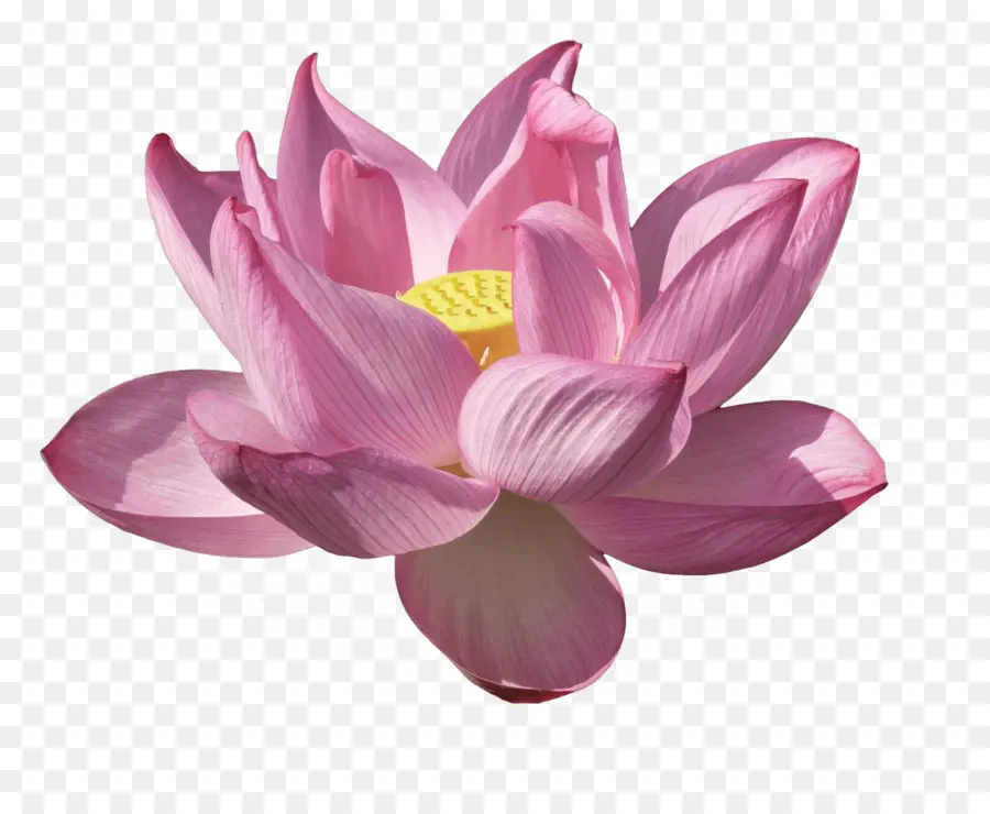 Nelumbo Nucifera，Los Lirios De Agua PNG