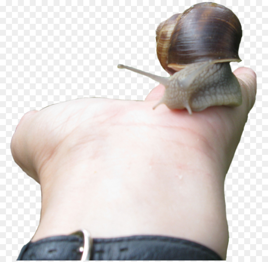 Caracol，Gasterópodos PNG