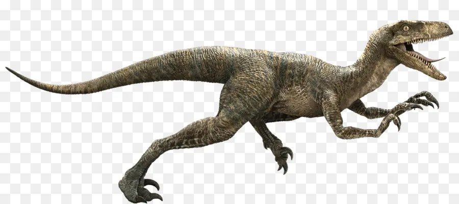 Velociraptor，Owen PNG