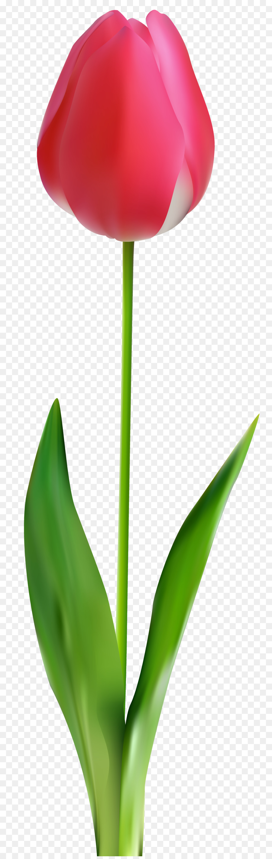 Flor，Bud PNG