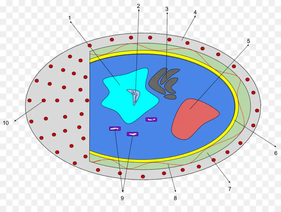 Diagrama De Celdas，Biología PNG