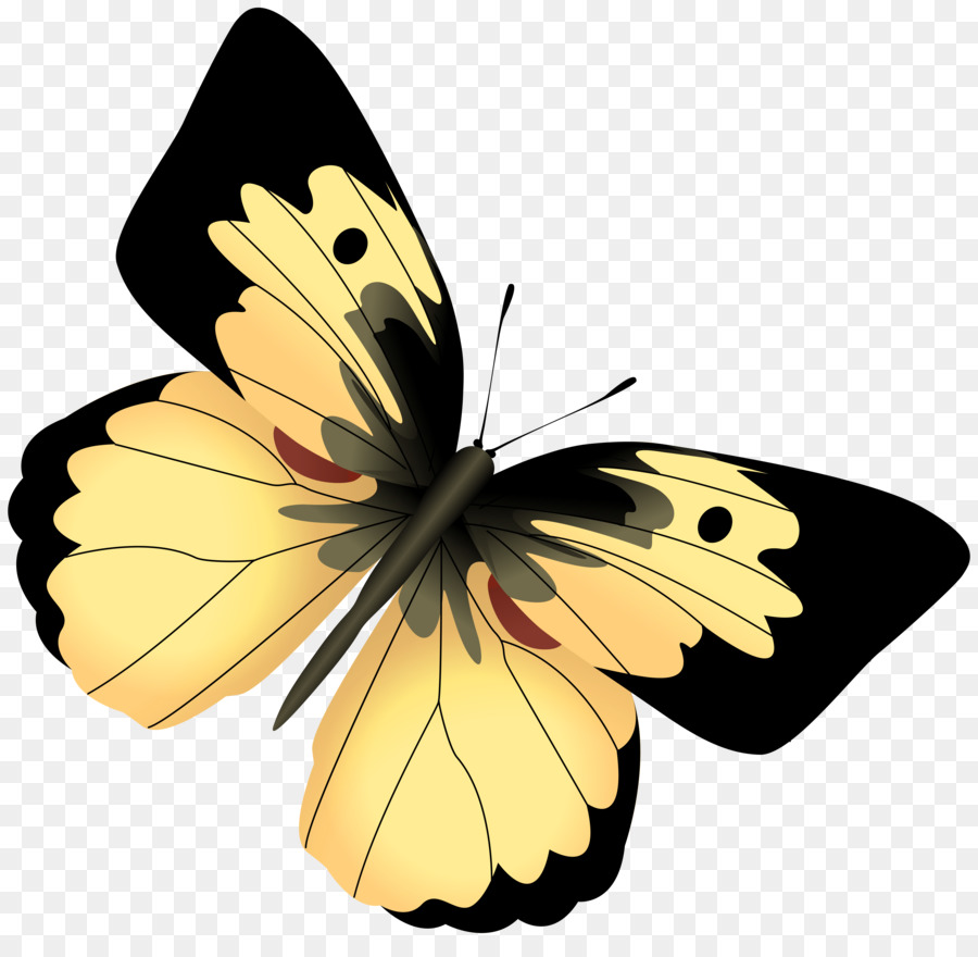 Mariposa，Flor PNG