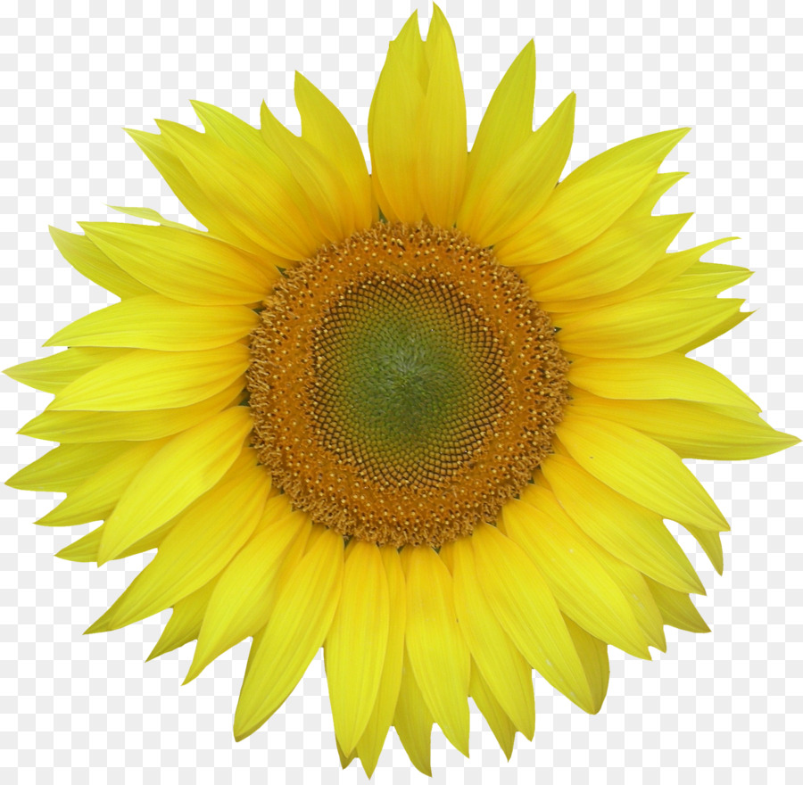 Girasol Amarillo，Flor PNG