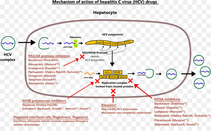 Sofosbuvir，Virus De La Hepatitis C PNG