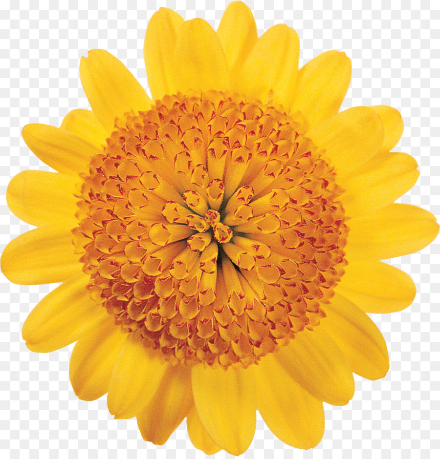 Girasol Amarillo，Planta PNG