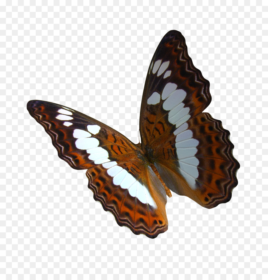 Mariposa Monarca，Naturaleza PNG