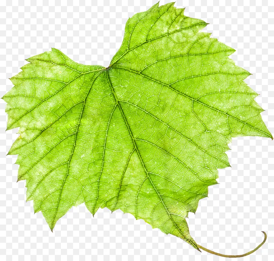 Hoja Verde，Planta PNG