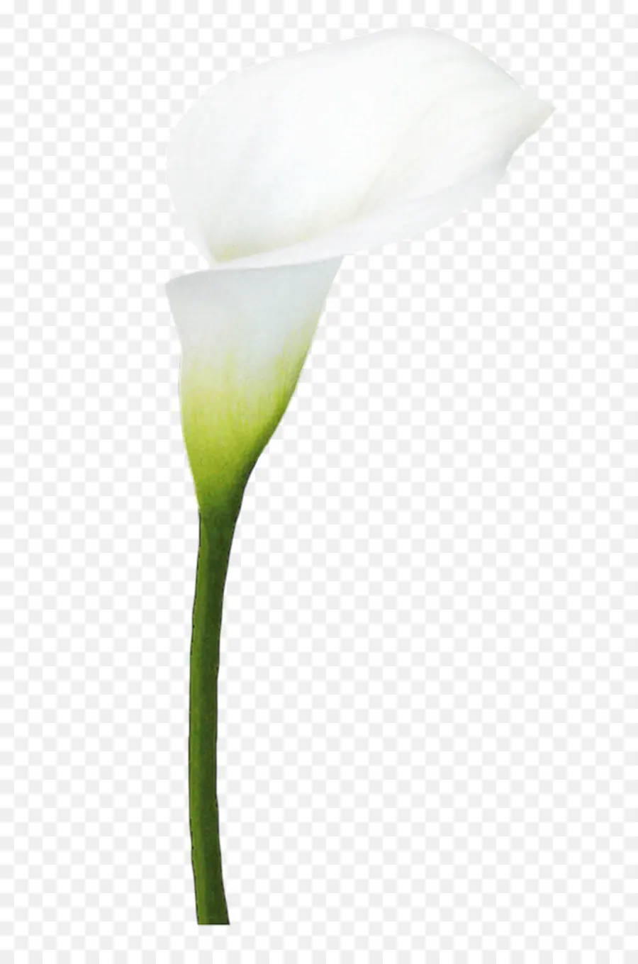 Flor，Arumlily PNG