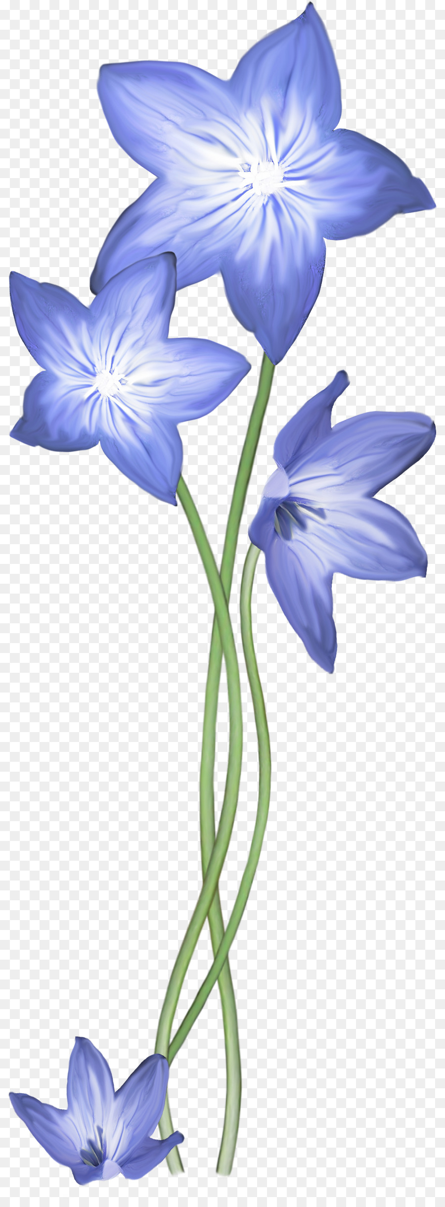 Flores Azules，Florecer PNG