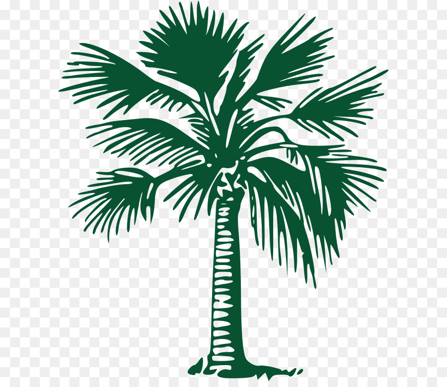 Palmera，Planta PNG