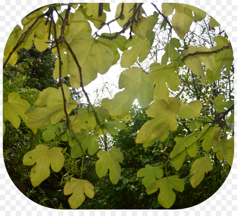 árbol，Hoja PNG