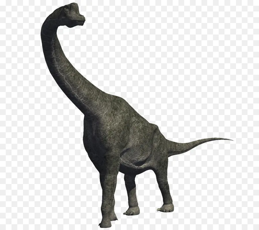 Brachiosaurus，Diplodocus PNG