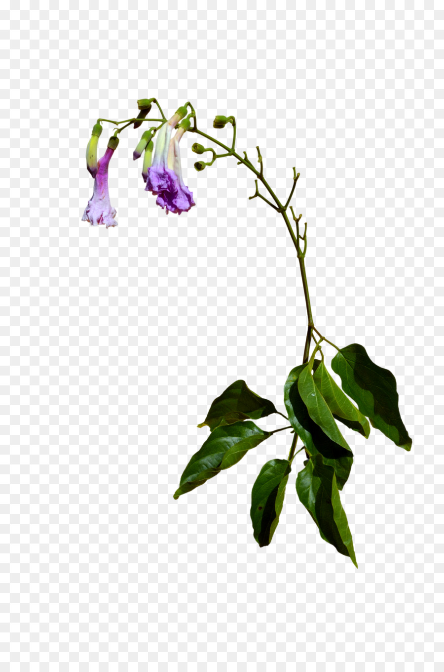 Flor，Dibujo PNG