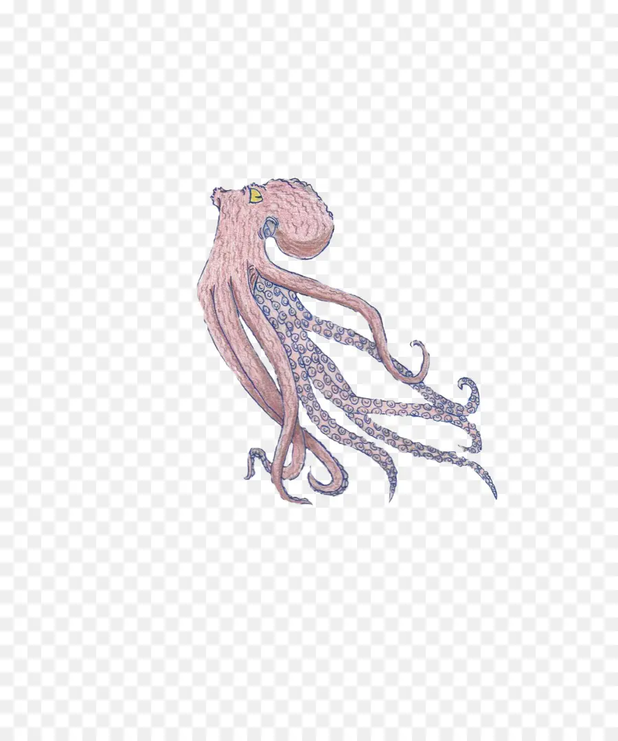 Pulpo，Dibujo PNG