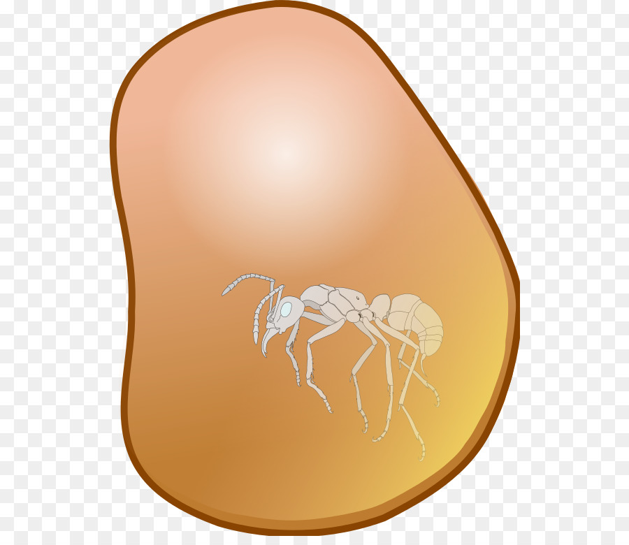 Kilobyte，Insect PNG