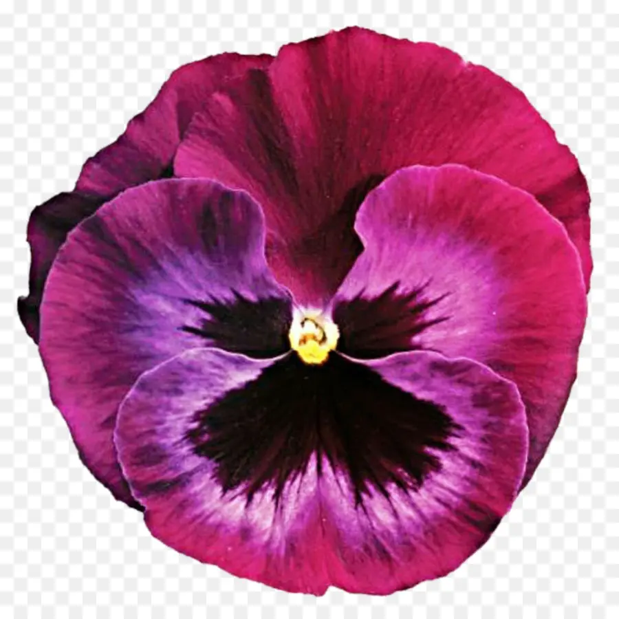 Pansy，Flor PNG