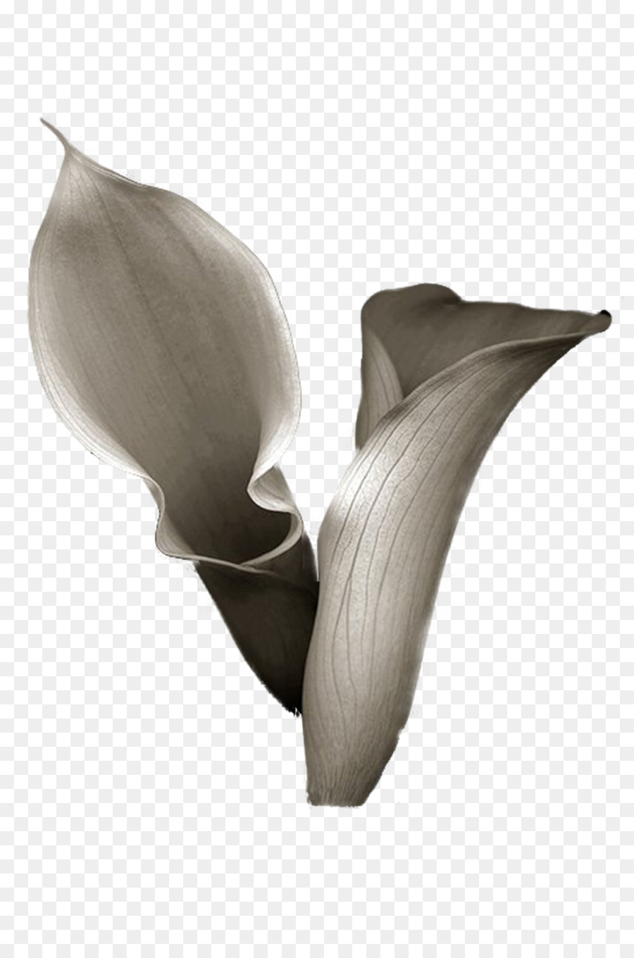 Lirio De Cala，Flor PNG