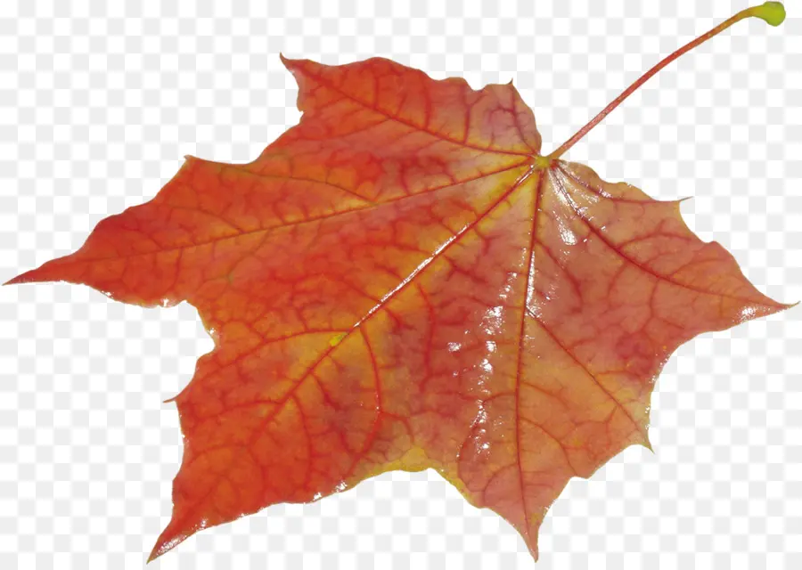 Hoja De Otoño，Caer PNG