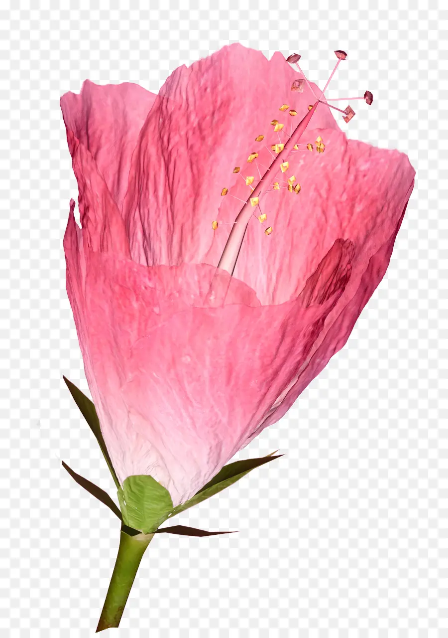 Flor Rosa，Florecer PNG