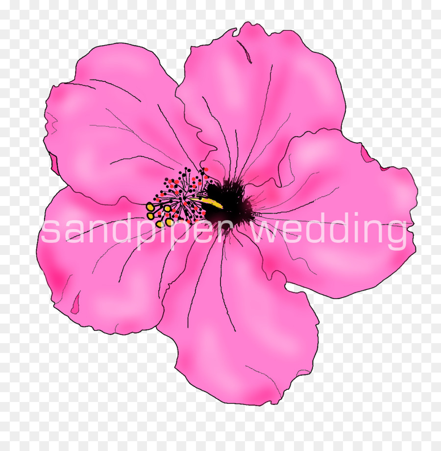 Dibujo，Flor PNG