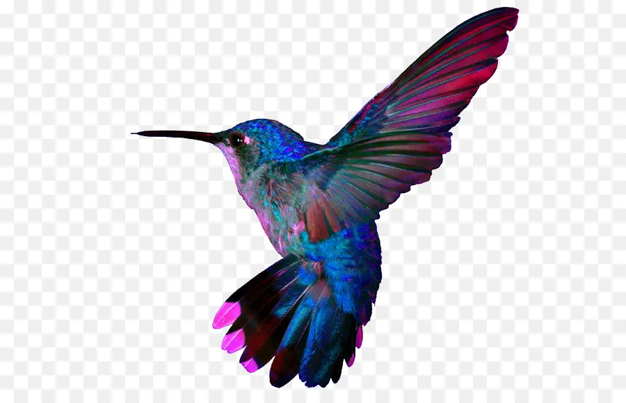 Colibrí，Super Colibríes PNG