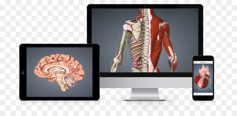 Anatomía，Biodigital PNG
