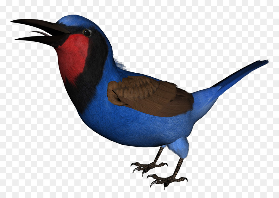 Pájaro，Dibujo PNG