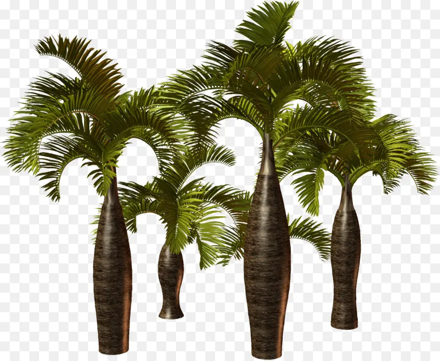 Arecaceae，Planta PNG