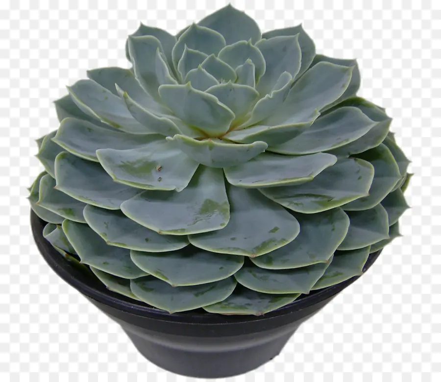 Planta De Interior，Planta PNG