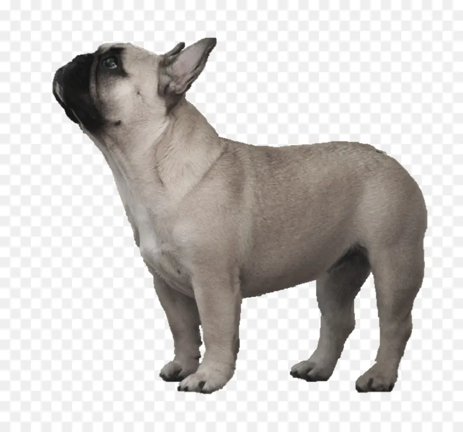 Bulldog，Bulldog Francés PNG