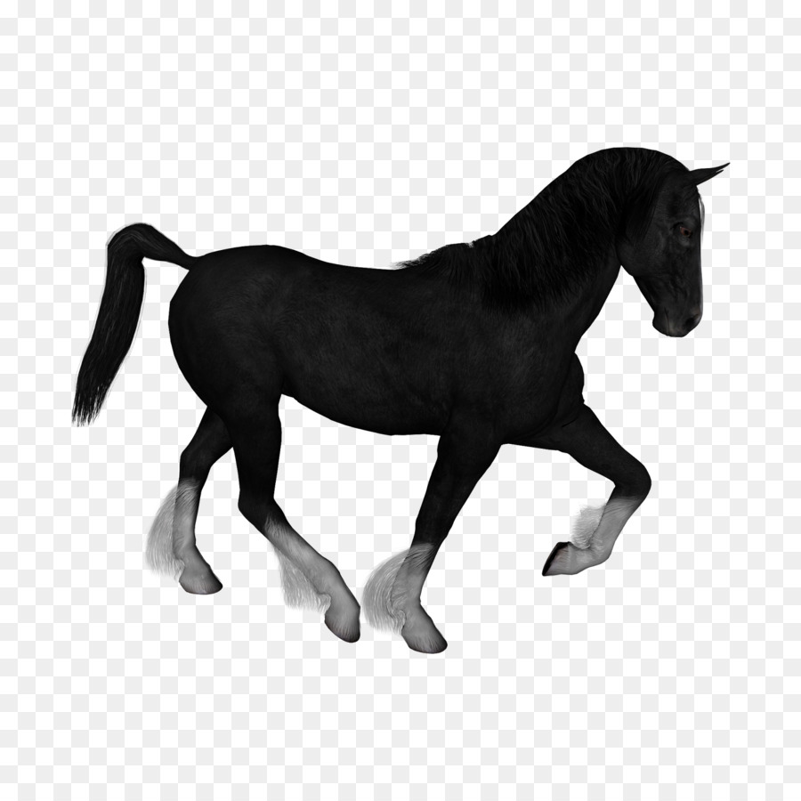 Caballo，Bosquejo PNG