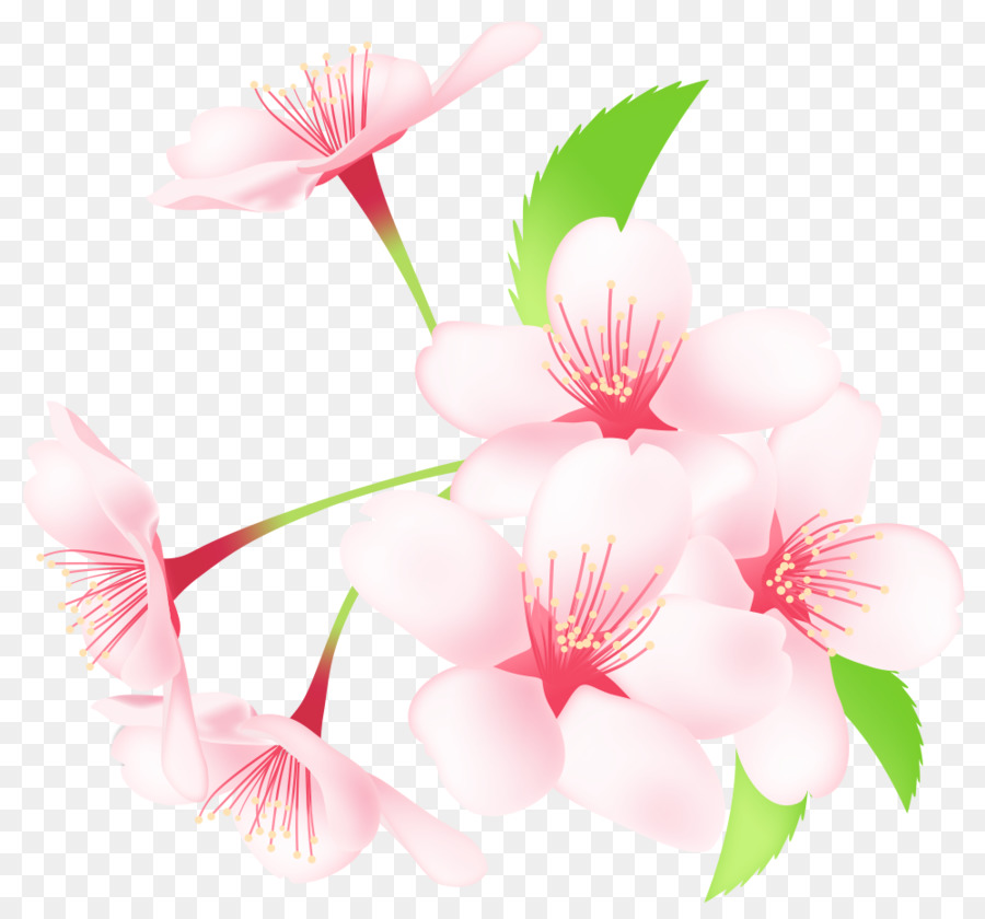 De Los Cerezos En Flor，Sakuramochi PNG