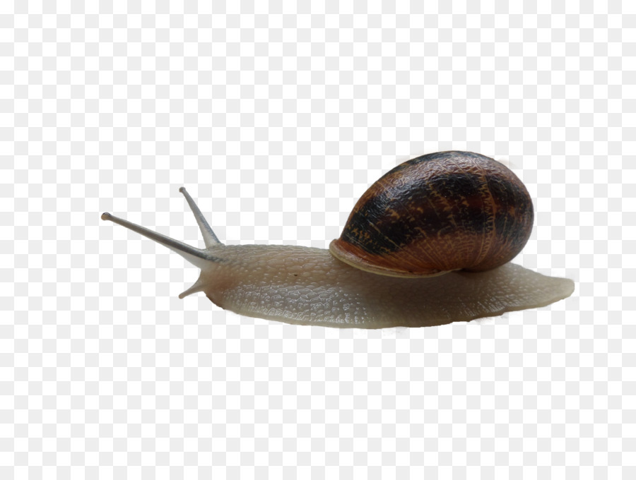 Caracol，Caracoles De Tierra PNG