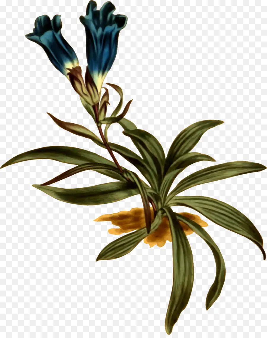 Planta，La Botánica PNG