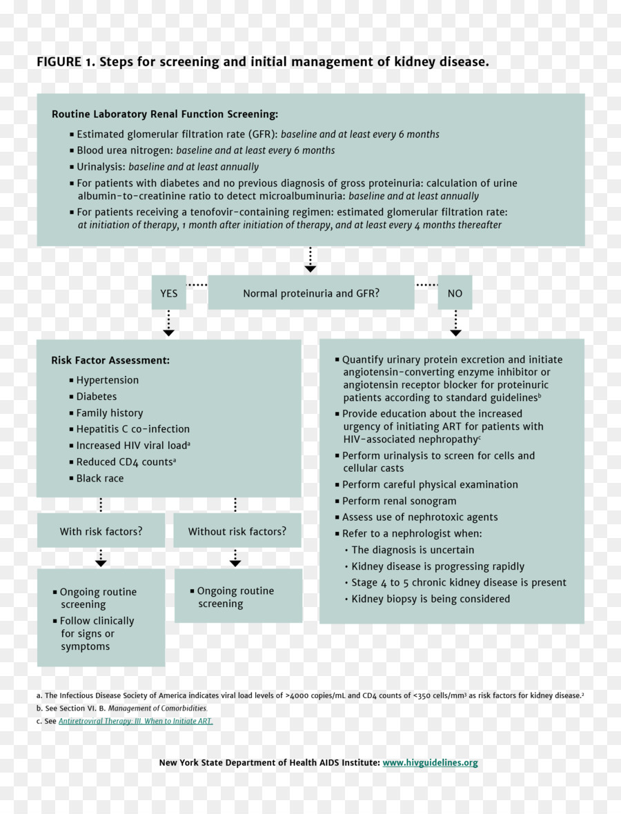 La Enfermedad Renal Crónica，La Enfermedad Renal PNG