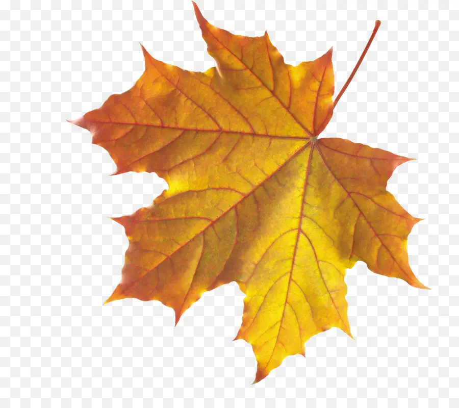 Hojas De Otoño，Caer PNG