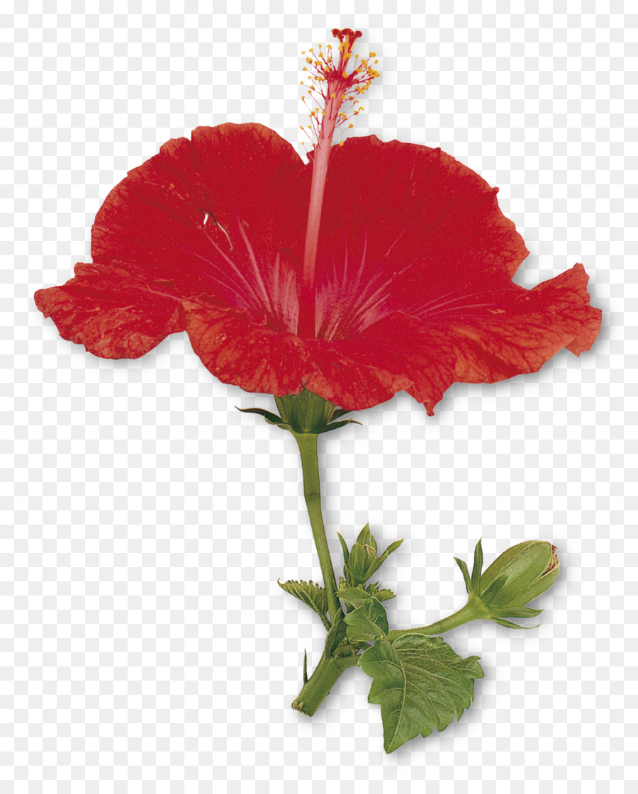 Flor，La Floración De La Planta PNG