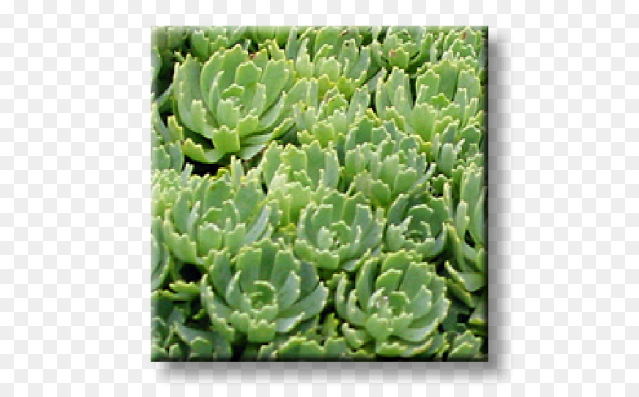 Sedum Spurium，Houseleek PNG