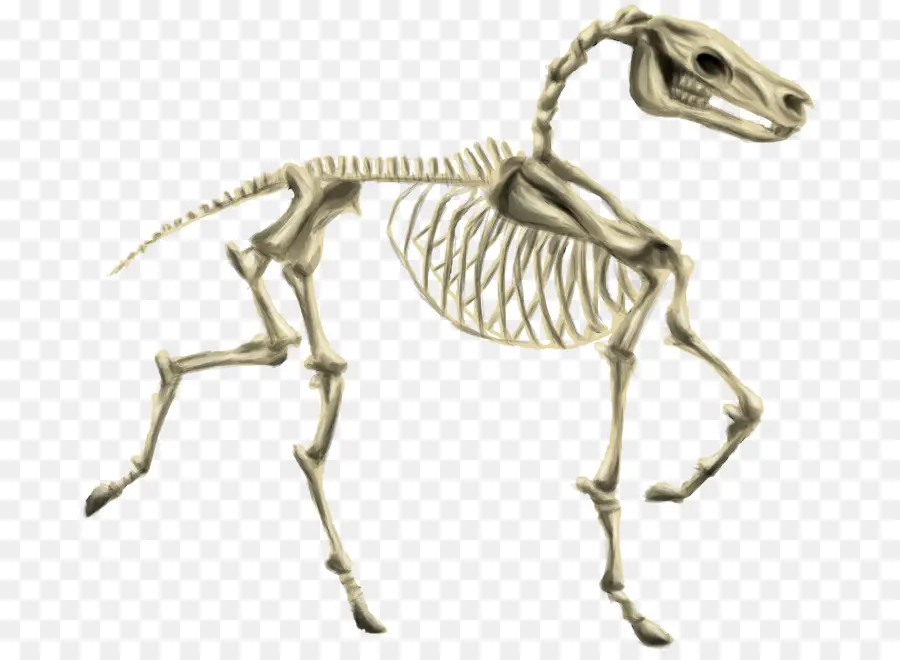 Caballo，Esqueleto PNG